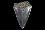Bargain, Fossil Mako Shark Tooth - Georgia #75111-1